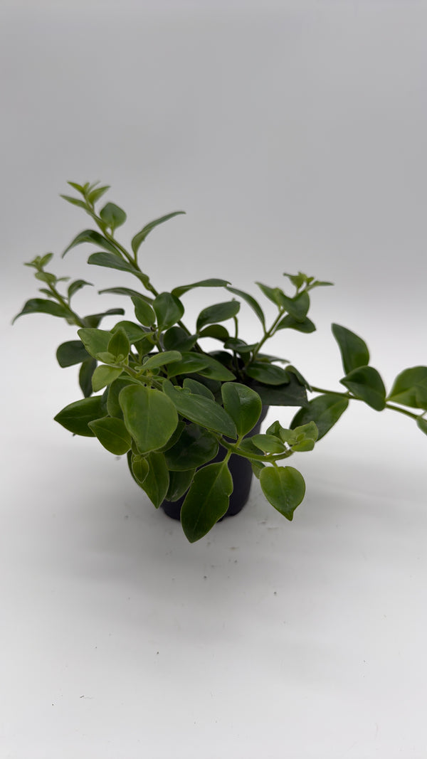 Aeschynanthus Lipstick Plant 'Mona Lisa'