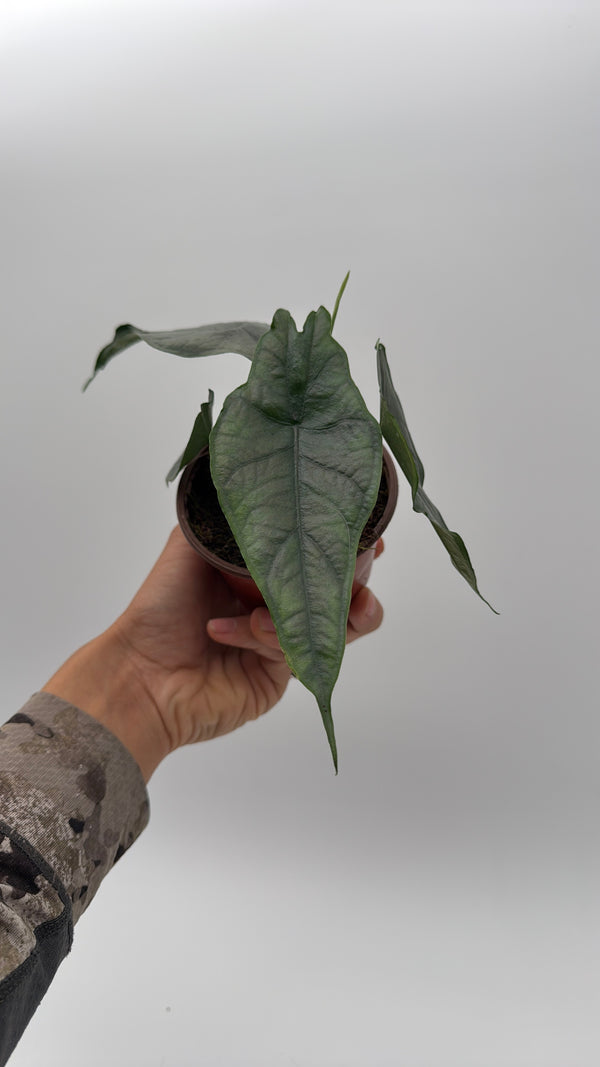 Alocasia Dragon's Breath