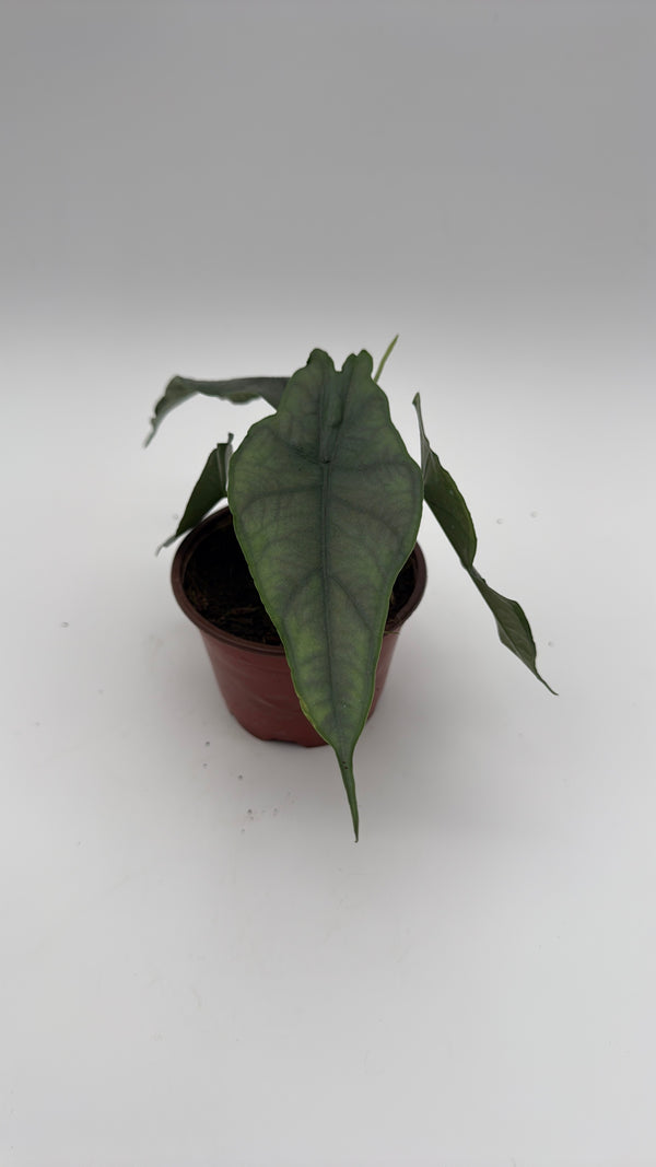 Alocasia Dragon's Breath