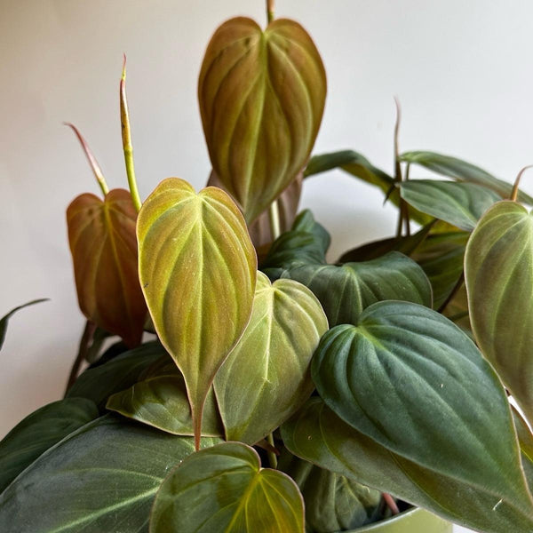 Philodendron Micans