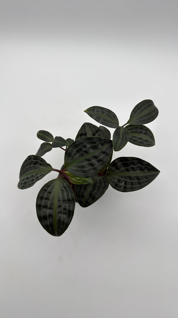 Geogenanthus Poeppigii