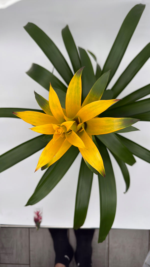 Guzmania Bromeliad