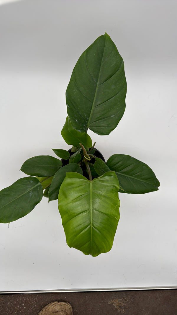 Philodendron 'Jungle Fever'