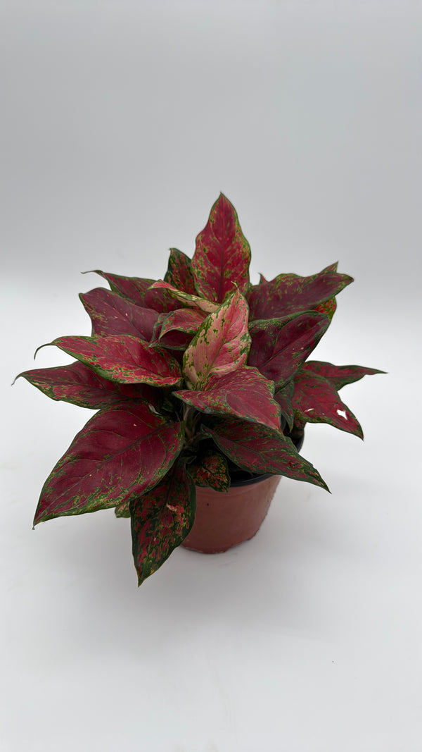 Aglaonema Red Angel
