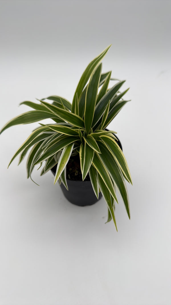 Variegated Spider Plant