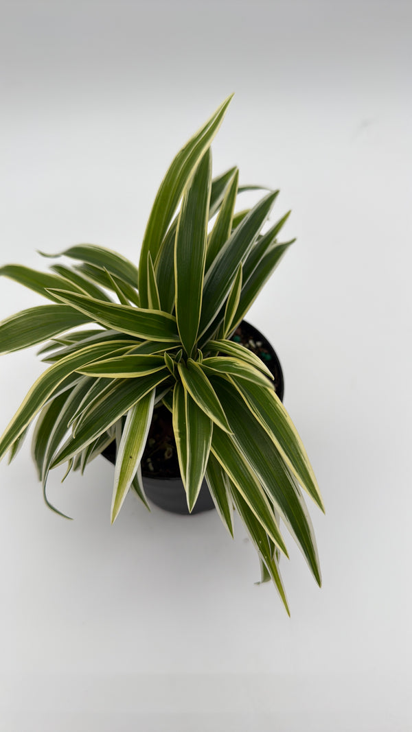 Variegated Spider Plant