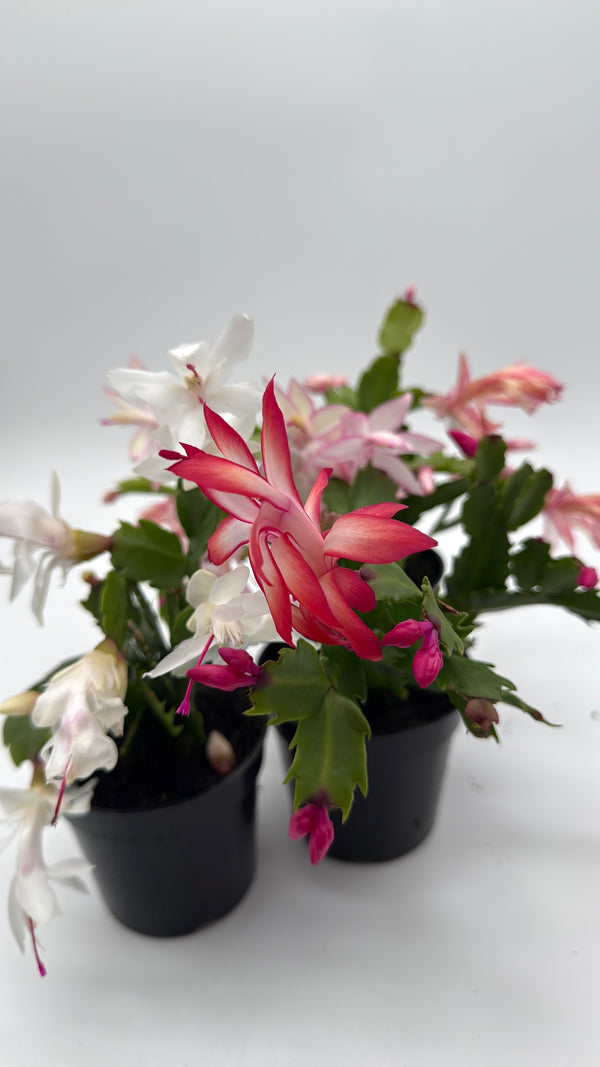 Christmas Cactus