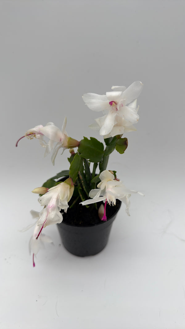 Christmas Cactus