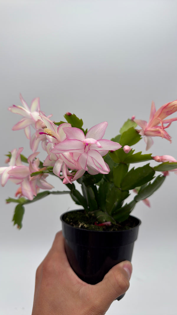 Christmas Cactus