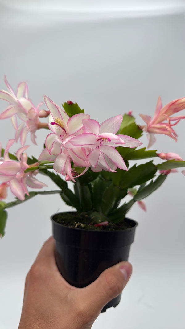 Christmas Cactus