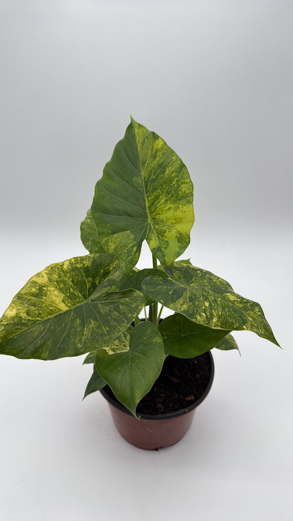 Variegated Philodendron Macrorrhiza Aurea