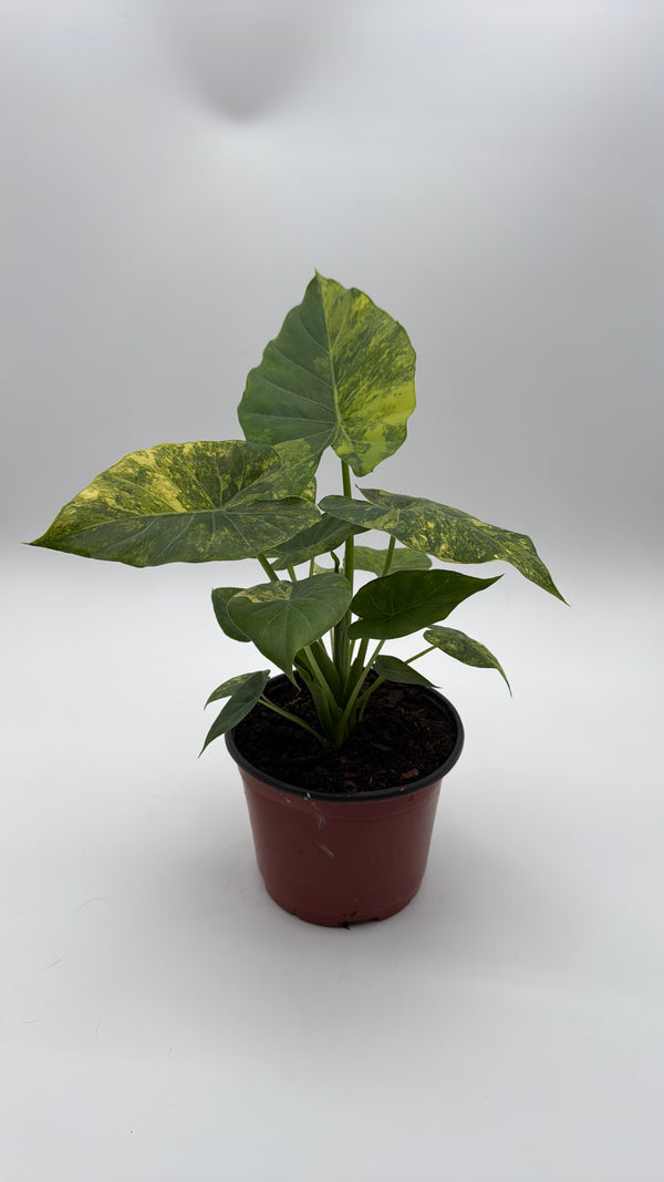 Variegated Philodendron Macrorrhiza Aurea