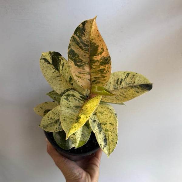 Variegated Ficus Shiveriana ‘Moonshine’