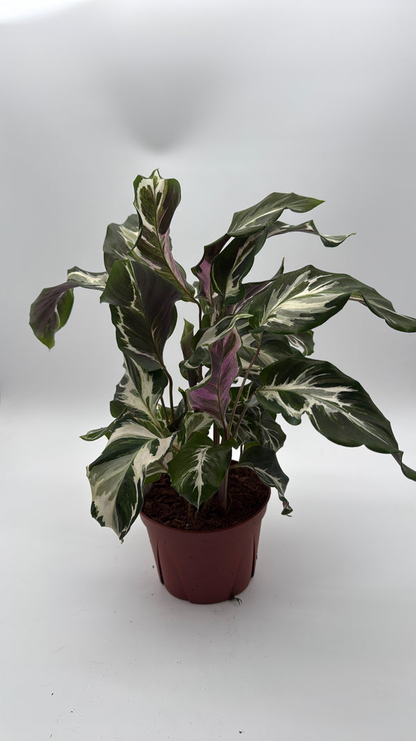 Calathea White Fusion