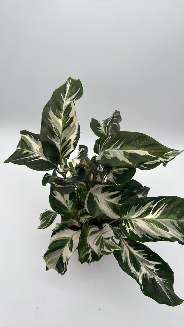 Calathea White Fusion