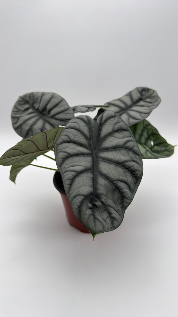 Alocasia Silver Dragon