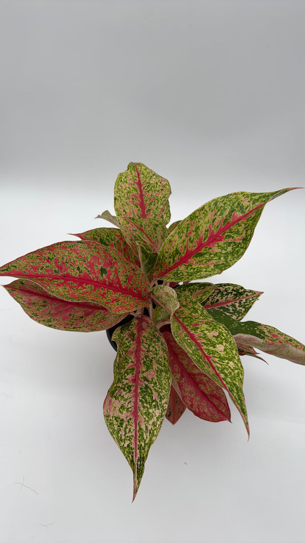 Aglaonema Lai Nam