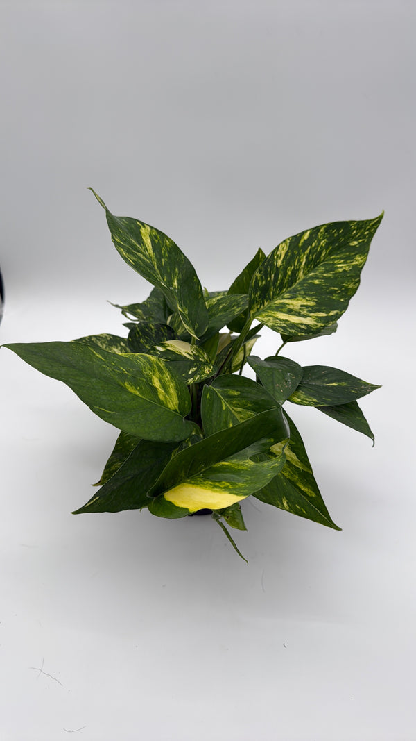 Epipremnum Pinatum Yellow Flame