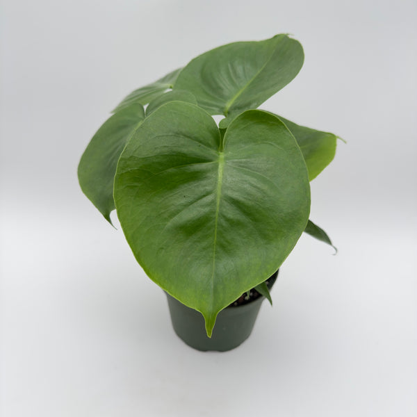 Monstera Deliciosa