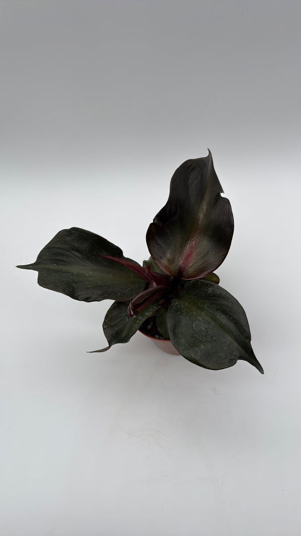 Philodendron Red Heart