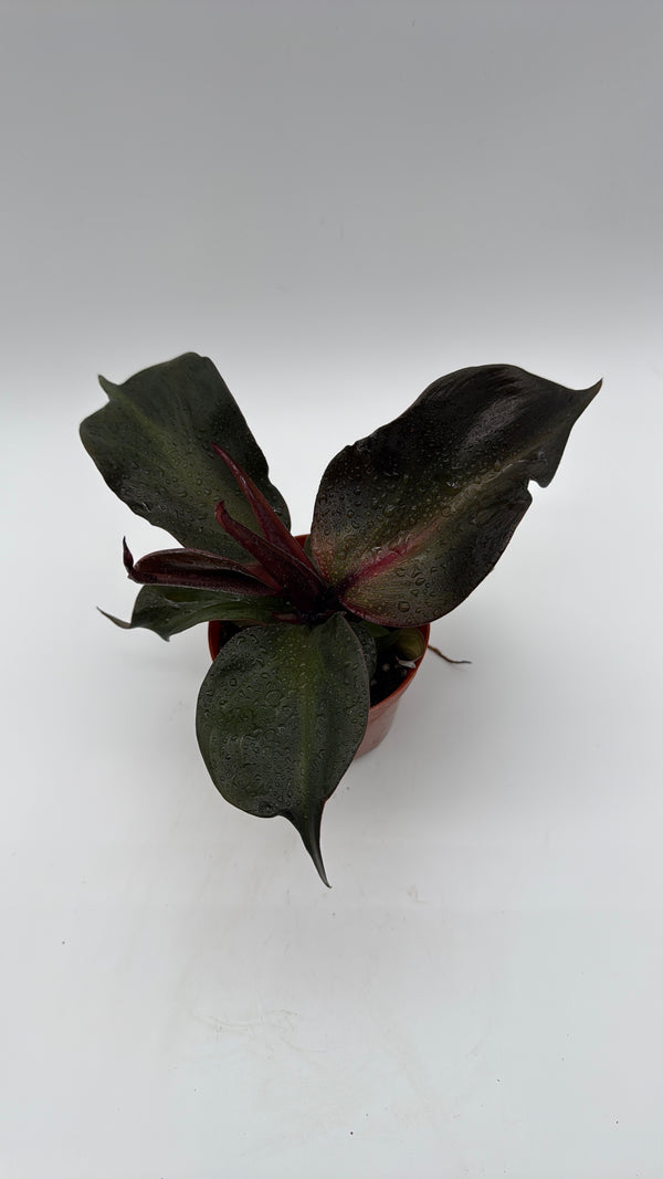 Philodendron Red Heart