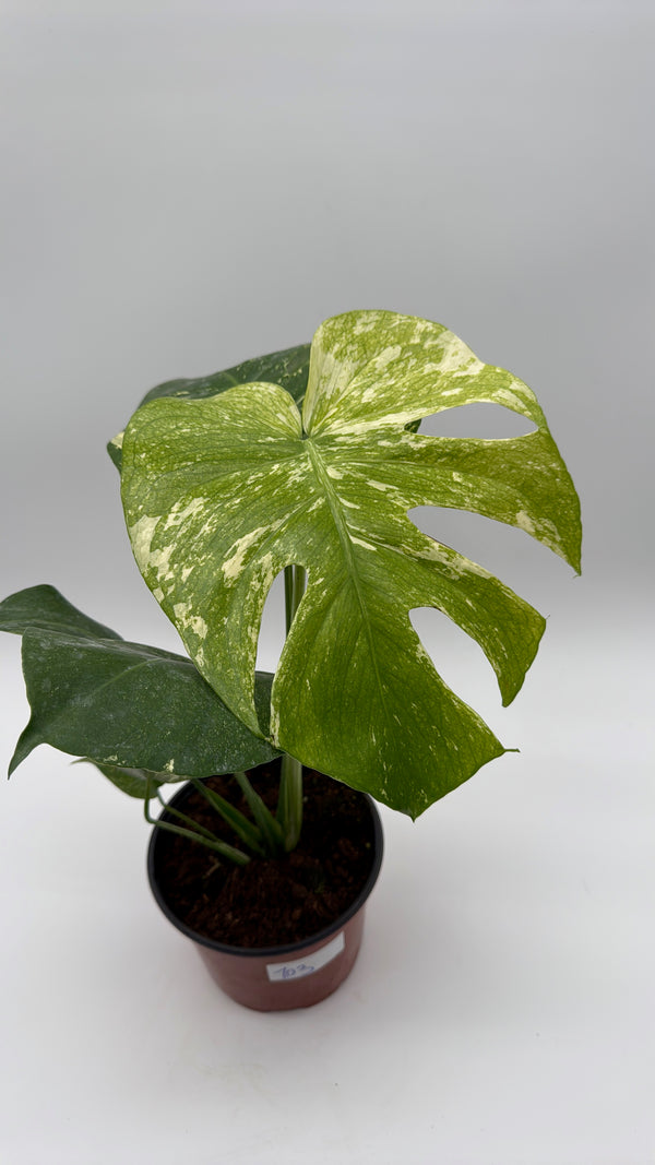 Monstera 'White Monster'
