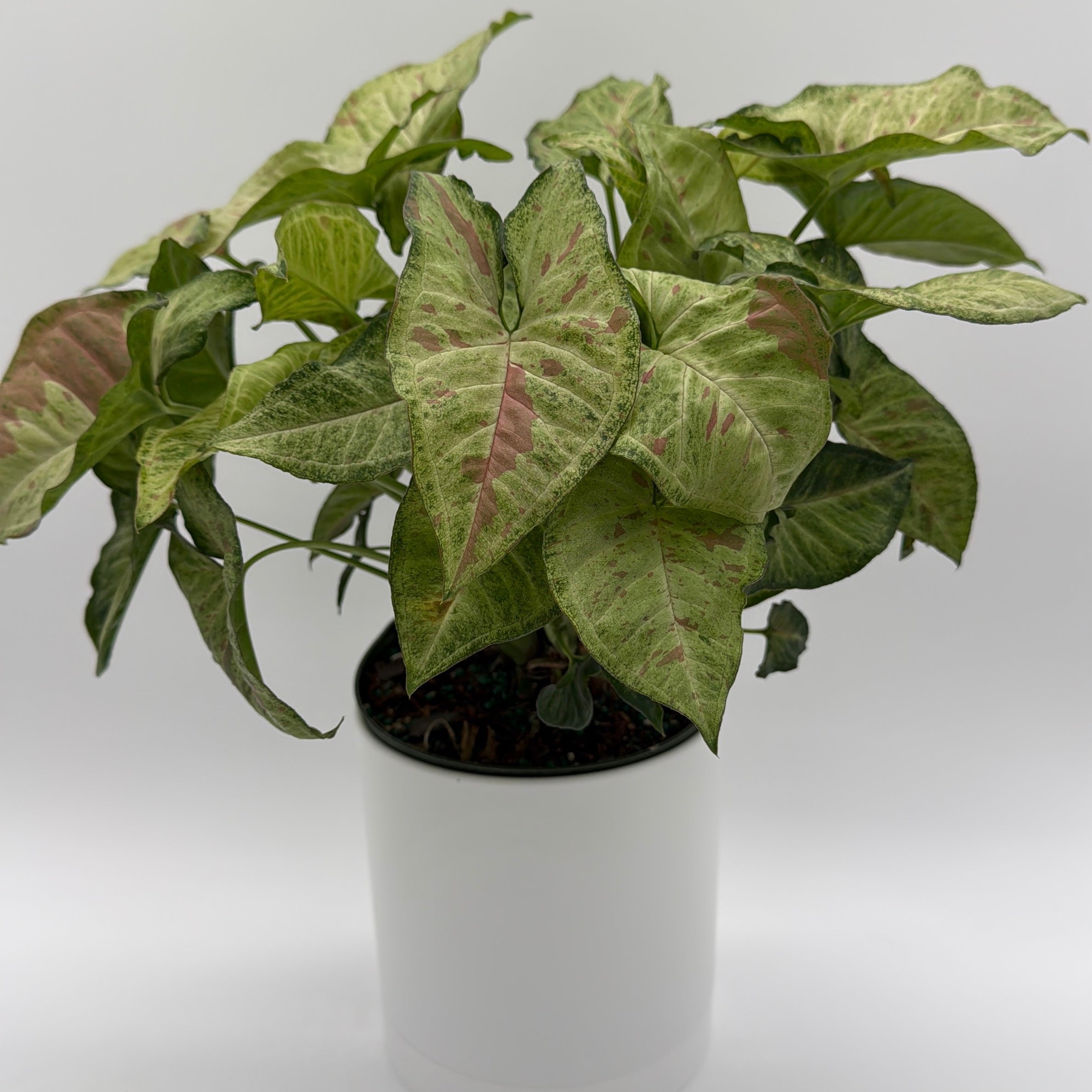 pink and green plants indoor Runo Plants | Indoor Plants
