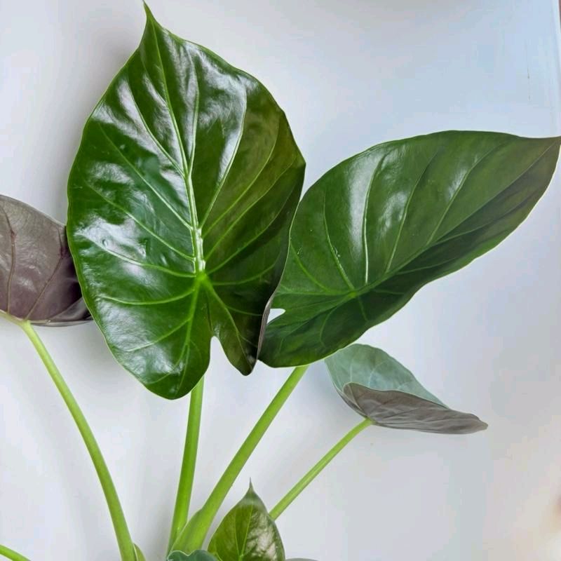 Alocasia Elephant Ear Wentii 6" pot Beginner Friendly Plant for New Plant Owners with Easy Care Requirements & User Friendly Design