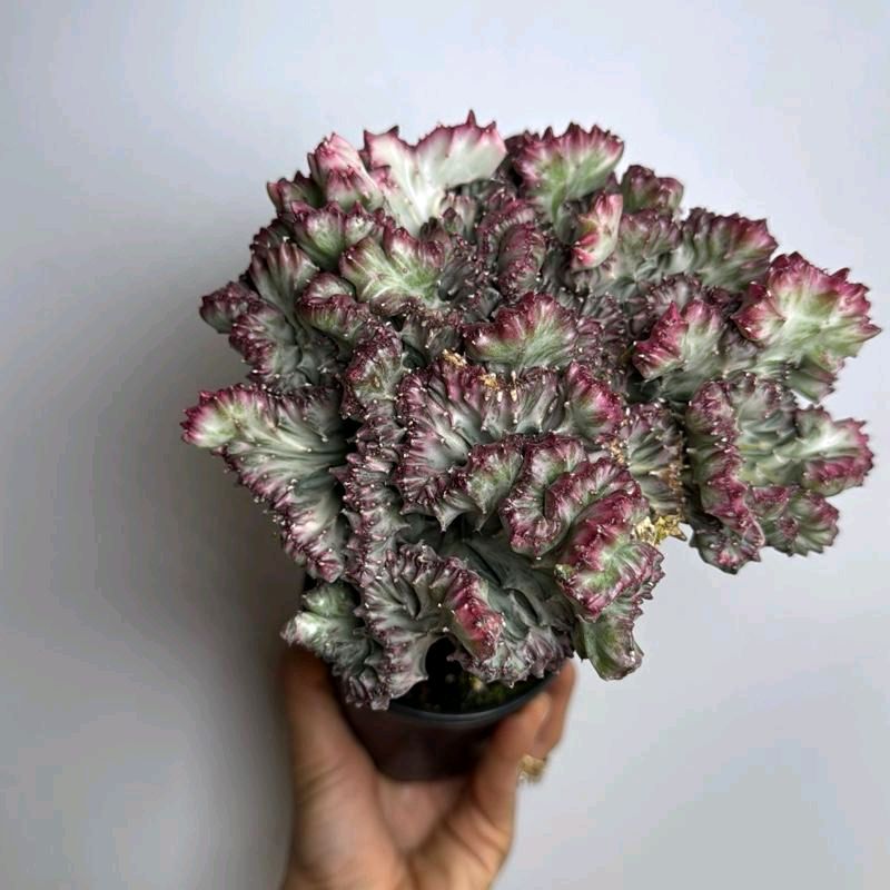 Mermaid Tail Cactus Euphorbia