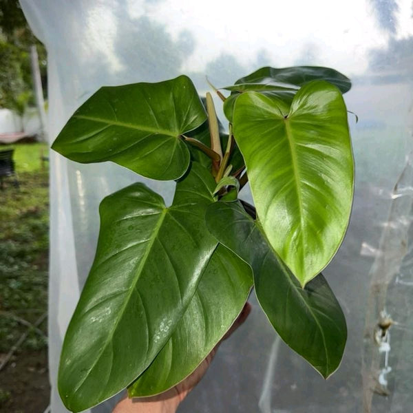 Philodendron Red Emerald 6β pot