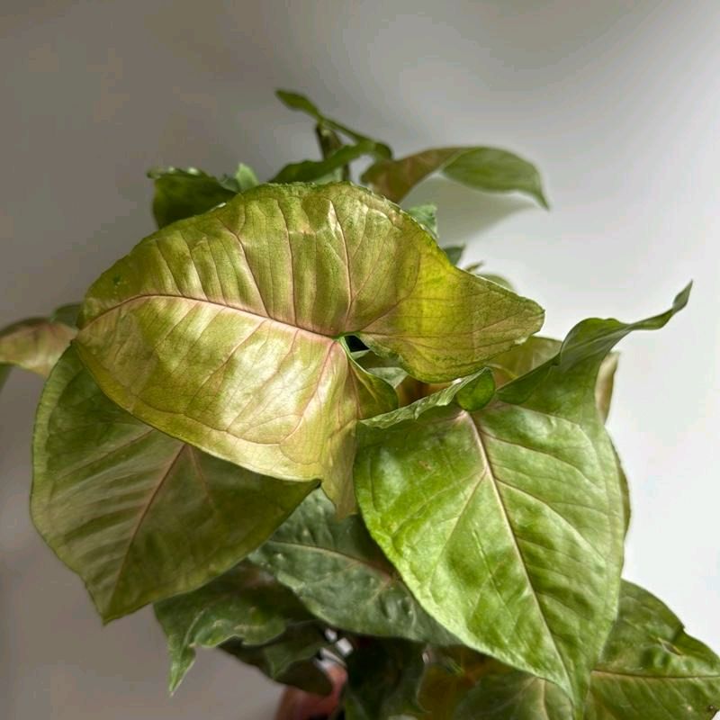 Syngonium Podophyllum 'Maria' Allusion 4"