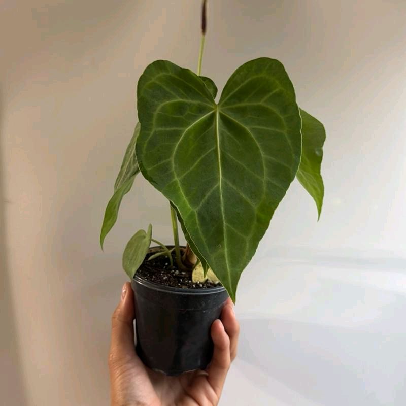 Anthurium King of Clarinervicum Hybrid Plant