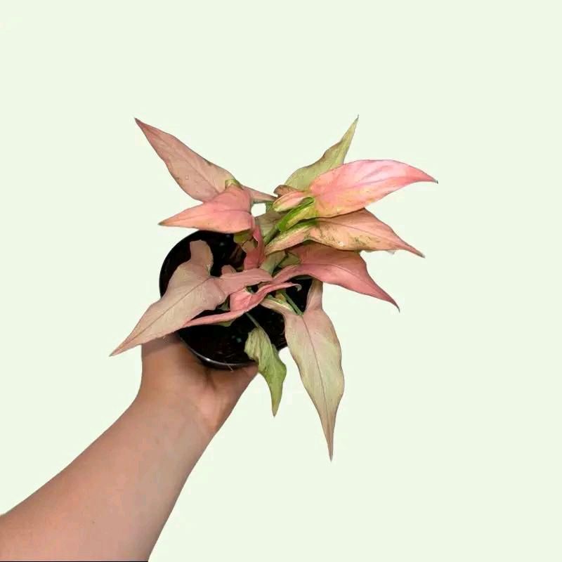 Syngonium Bundle Box - 3 Easy-to-Care-for Syngoniums in 4" Pots