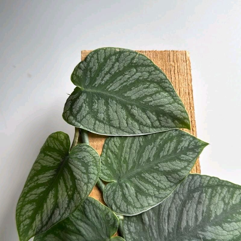 Monstera Dubia pole 4"