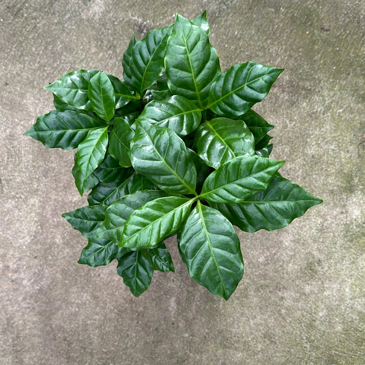 Coffee Plant Arabica 6"