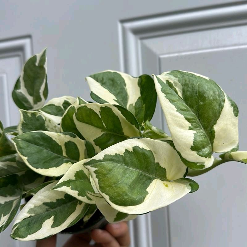 Pothos Pearls and Jade 6"
