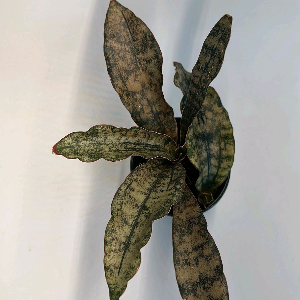 Sansevieria Kirkii Coppertone