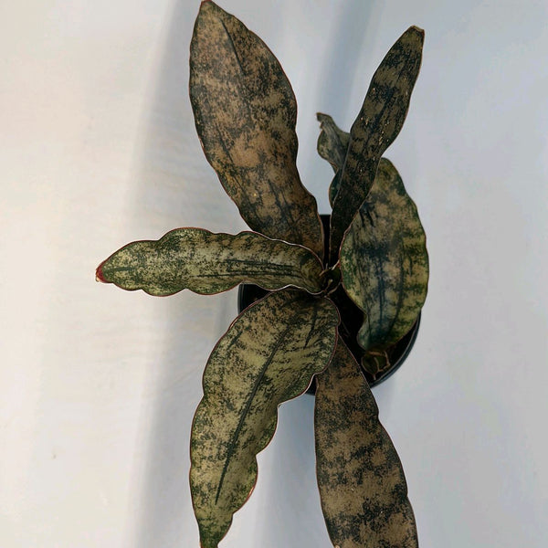 Sansevieria Kirkii 'Coppertone'