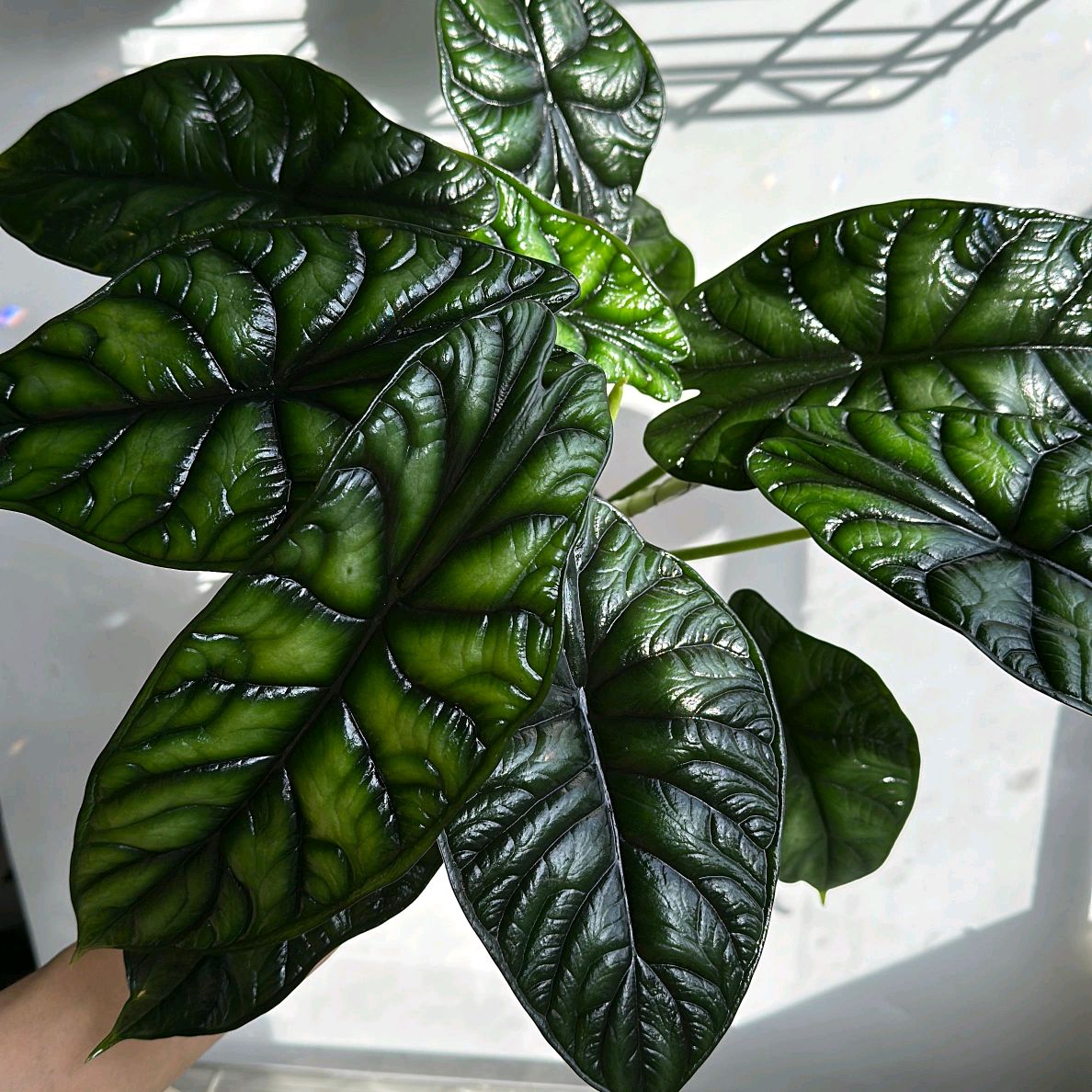 Alocasia Baginda Dragon Scale 6" Pot -