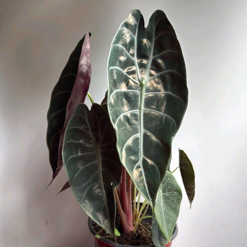 Alocasia Sedenii Hybrid Pink Stems Cuprea x Lowii 6"