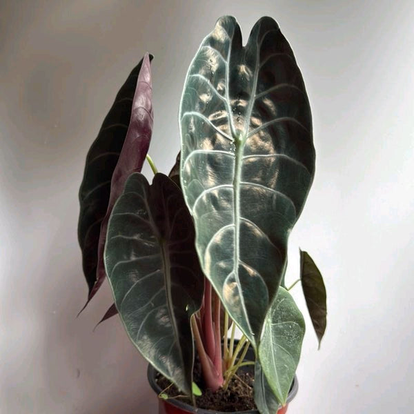 Alocasia Sedenii Hybrid