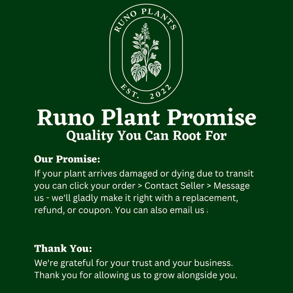 Syngonium Mystery Bundle Box - 3 Syngonium Plants