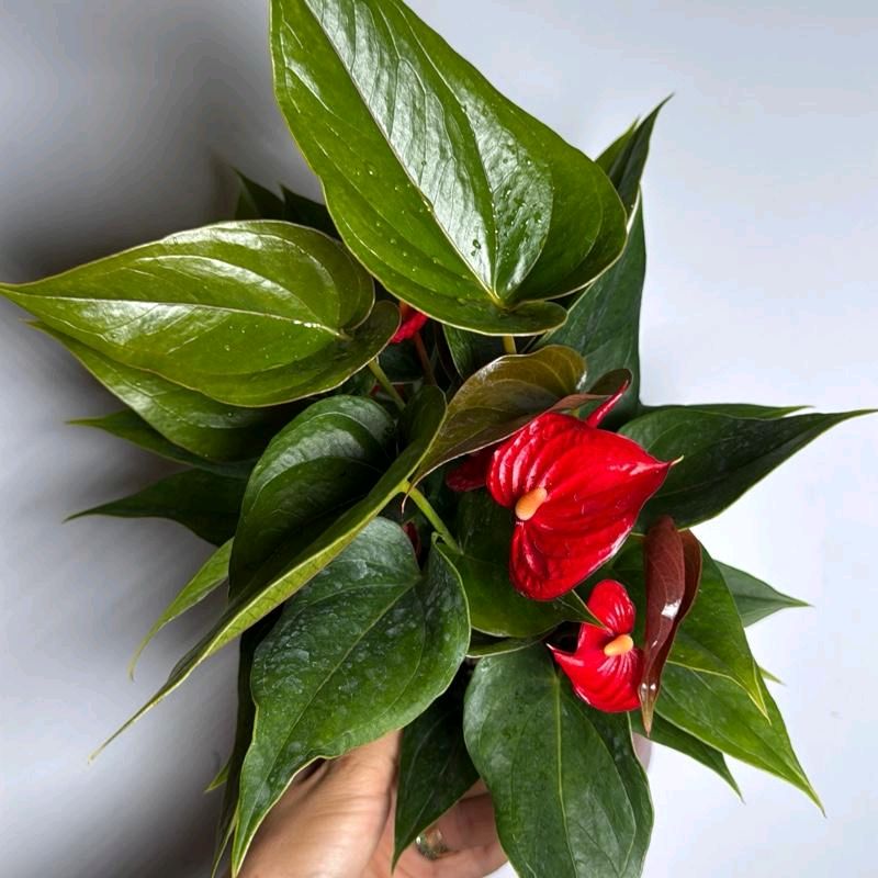 Anthurium Red heart 6"