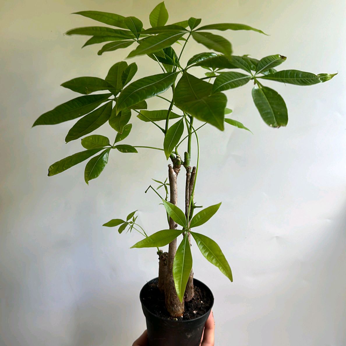 Money Tree Braid Plant 4"
