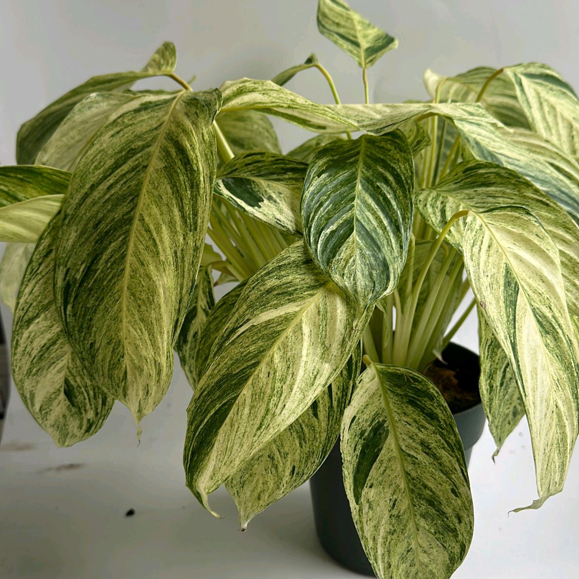Stromanthe Sp Charlie 6"