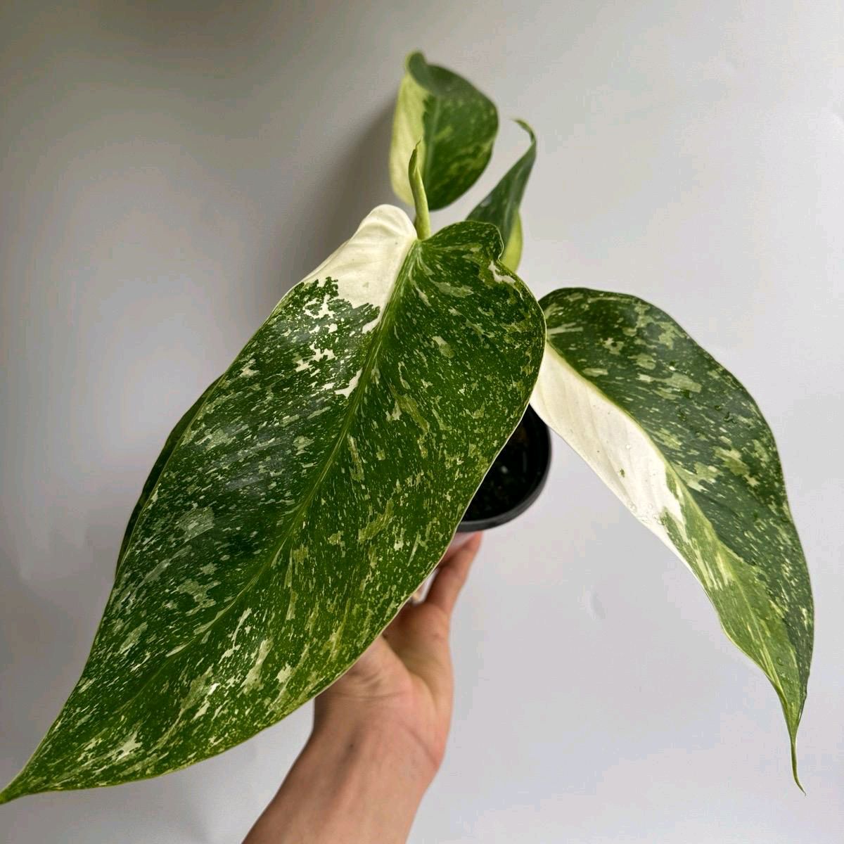 Philodendron Jose Bueno Rare House Plant 6"