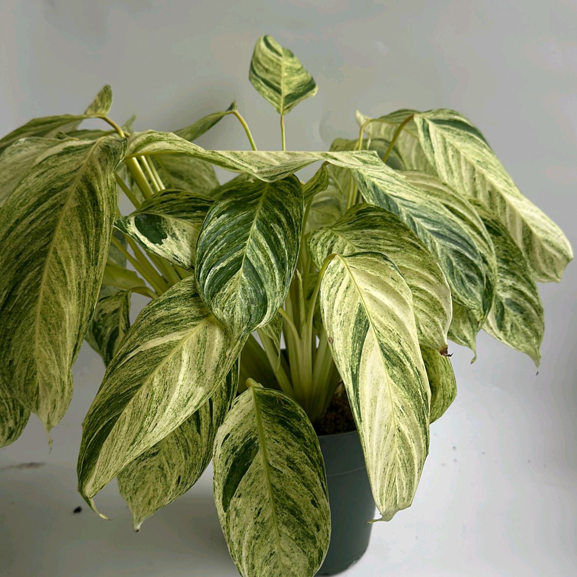 Stromanthe Sp Charlie 6"