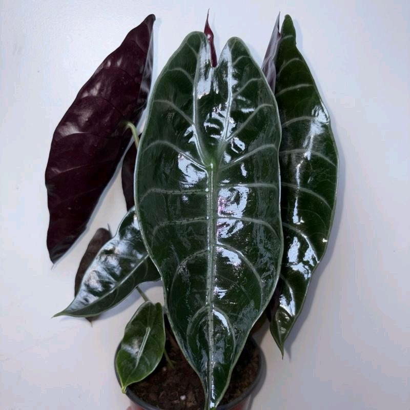Alocasia Sedenii Hybrid Pink Stems Cuprea x Lowii 6"