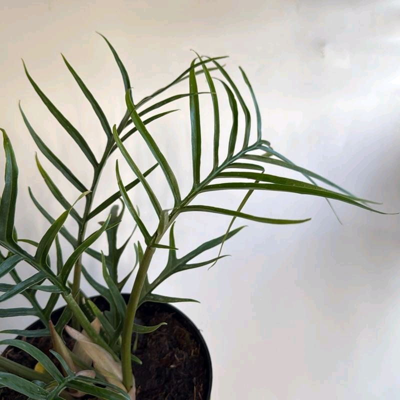Philodendron Tortum Plant 6"
