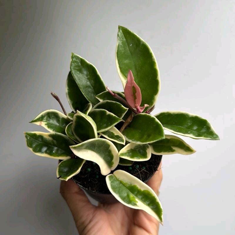 Hoya Krimson queen 4" pot - Rare Variegated Plant for Indoor or Outdoor Gardening